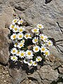 Leucanthemopsis alpina (Sottotribù Leucanthemopsidinae)