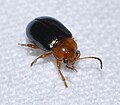 Käfer 2 (ca. 2 mm)