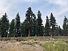 Tahoe Meadows