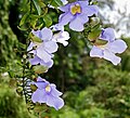 Thunbergia laurifolia