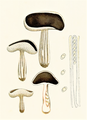 Bres.: Helvella queletii