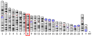 Chromosome 8 humain