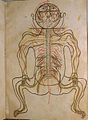 Image 1A coloured illustration from Mansur's Anatomy, c. 1450 (from Science in the medieval Islamic world)