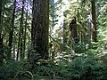 Image 9Old-growth forest in the Opal Creek Wilderness, a wilderness area located in the Willamette National Forest in the U.S. state of Oregon, on the border of Mount Hood National Forest. It has the largest uncut watershed in Oregon. (from Old-growth forest)