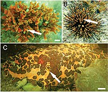 Beaucoup de petites ophiures comme celles du genre Ophiothela vivent en symbiose sur des animaux plus gros.