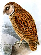 Tyto aurantia