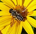 Megachile sp. (familia Megachilidae) en girasol. Pensilvania, Estados Unidos