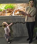 Kronprinsessan Victoria och prinsessan Estelle besöker Skansen-Akvariet i Stockholm 2014. Mamma håller upp en fet gulbandad giftgroda som dottern vill se lite närmare på.