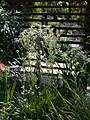 Eryngium eburneum