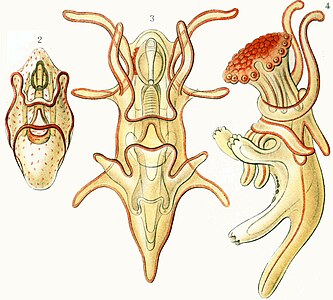 Els tres estats larvaris de les estrelles de mar: escafulària, bipinnaria i brachiolaria.