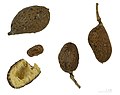 Buah & biji Hymenaea verrucosa- MHNT