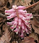 Common toothwort flowers