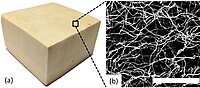 Microscopic image of the structure of Mycelium which contains a layering of protein, glucan and chitin