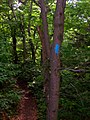 Beispiel für die Markierung einer alternativen Route mittels blauer Farbe am Mount Greylock in Massachusetts