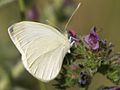 Pieris ergane