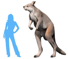 Rekonstrukce obřího klokana rodu Procoptodon. Měřítko vedle zvířete demonstruje, že byl vyšší než člověk