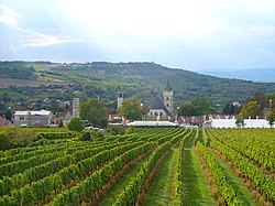 Ingelheim, Burgkirche z vinic