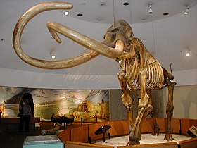 Σκελετός κολομβιανού μαμούθ
