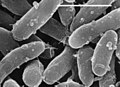 Bacteria: Gemmatimonas aurantiaca (s vyznačením délky 1 μm)