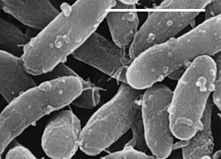 Бактерија - Gemmatimonas aurantiaca (- = 1 микрометар)