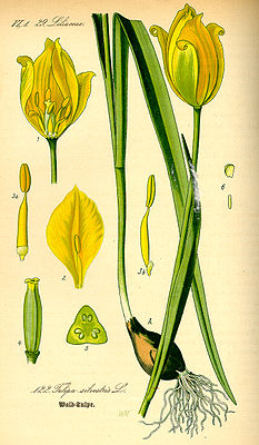 Wil Tulp (Tulipa sylvestris), tiaknang