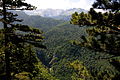 Perućica/Perucica/Перућица Foresti/Forest/Bosque