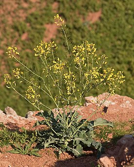 Капуста огородная (Brassica oleracea) — типовой вид рода Капуста. Общий вид цветущего растения (природная форма). Остров Гельголанд, Германия
