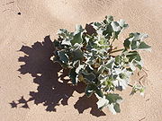 cardo marítimo (Eryngium maritimum).