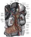 The celiac ganglia with the sympathetic plexuses of the abdominal viscera radiating from the ganglia