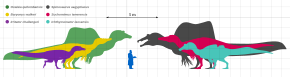 Scale diagram; Irritator was much bigger than a human, but small compared to other spinosaurids