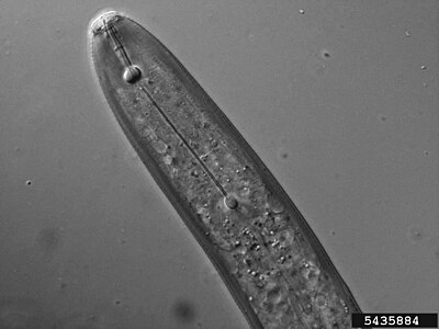 Stilet bij het plantenparasitaire aaltje Pratylenchus sp.