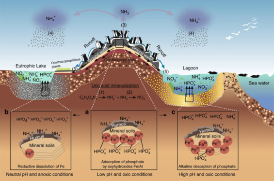 Seabird colonies are nutrient hot spots, especially, for nitrogen and phosphorus[65]