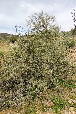 Общий вид мужского цветущего растения. Пустыня Сонора, США