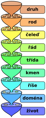 The various levels of the scientific classification system.