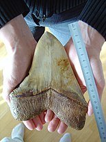 Bílý zub megalodona držený v dlaních člověka, po pravé straně pravítko