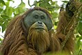Orangutan tapanulijský je kriticky ohrožený druh hominida, jenž byl popsán teprve v roce 2017