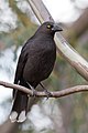 Black Currawong