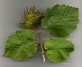 Листья и орехи лещины древовидной (Corylus colurna)