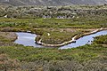 A meander in the Tidal River (Victoria)