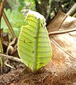 Formiche su nettari extrafloreali nella superficie inferiore di una giovane fronda di Drynaria quercifolia