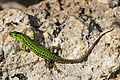 Image 5 Sicilian wall lizard Photograph: Benny Trapp The Sicilian wall lizard (Podarcis waglerianus) is a species of lizard in the family Lacertidae. Endemic to Italy, it occurs in temperate forests, temperate shrubland, Mediterranean-type shrubby vegetation, temperate grassland, arable land, pastureland, and rural gardens in Sicily and the Aegadian Islands. The species' numbers are generally stable, and it has been listed as Least Concern by the IUCN. More selected pictures