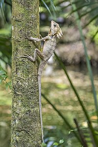 Boyd's forest dragon, by Charlesjsharp