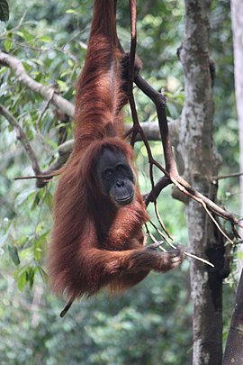 hnědě zbarvený orangutan visící na jedné končetině z větve stromu; kolem a v pozadí zelené listy
