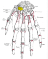 Trapezoid shown in yellow. Left hand. Dorsal surface.
