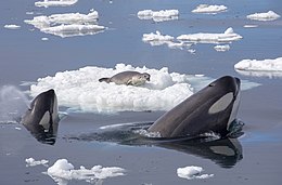 Tuleň leží na ledové kře, zatímco dvě kosatky s vystrčenou hlavou nad vodou jej pozorují