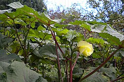 Abelmoschus esculentus