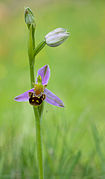 Ophrys abeille.