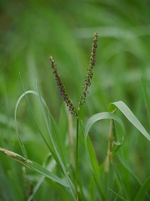 물참새피(Paspalum distichum)