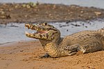 Februari: Pantanalkajman (Caiman yacare)