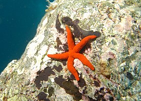 Estrela-do-mar-vermelha (Echinaster sepositus)
